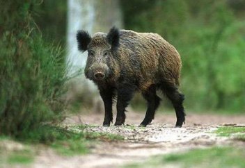 Жабайы шошқаның еті харам ба?