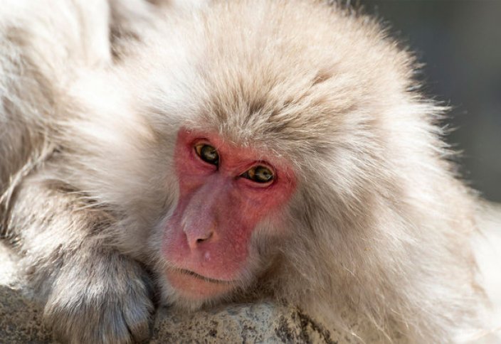 В Японии из-за "чужеродных генов" убили 57 снежных обезьян
