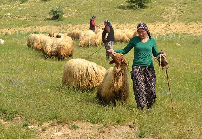В Турции появятся сертифицированные пастушки