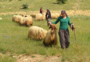 В Турции появятся сертифицированные пастушки
