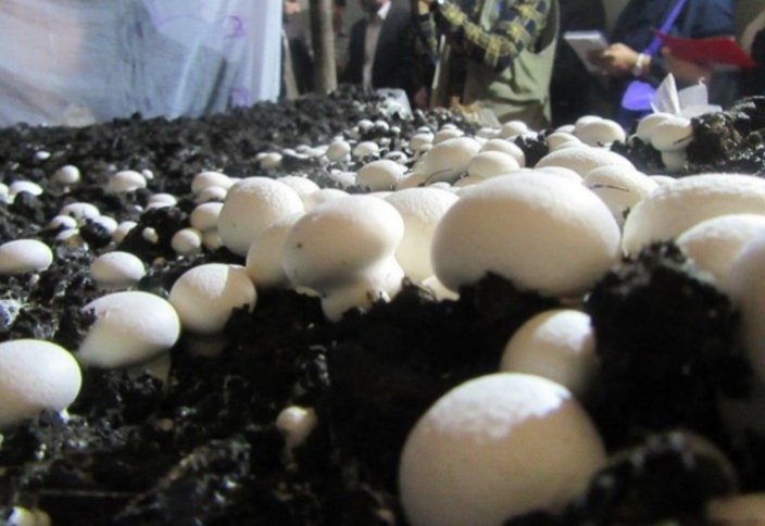Разное: Иран является шестым по величине производителем грибов в мире
