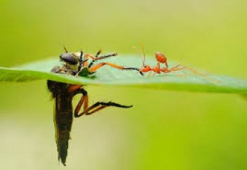 Жәндіктер де ауруды сезетін болып шықты – зерттеу