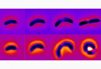 Өлімге апаратын аса қауіпті супербактерияның пайда болу себебі анықталды