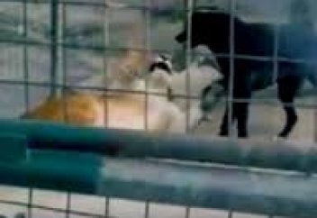 Жануарлар әлемі: Екі арыстанды алып соққан ит (видео)