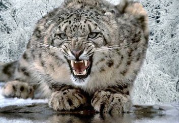 Время ястребов пришло. Что делать казахстанскому барсу?