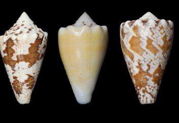 Вещество из яда улиток оказалось сильнейшим обезболивающим