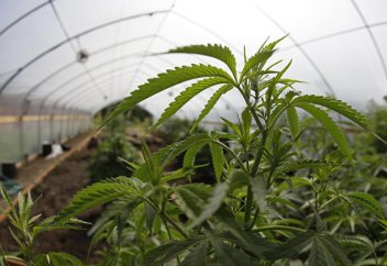 В рабстве на британской конопляной ферме: «Трава ценилась выше, чем моя жизнь» (The Guardian, Великобритания)