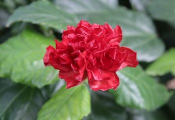 Красивейший тропический цветок расцвел в зимнем саду в Темиртау (фото)