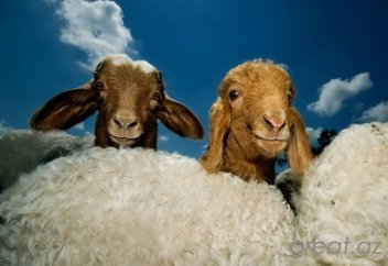 Правда ли, что вдове нельзя совершать курбан?