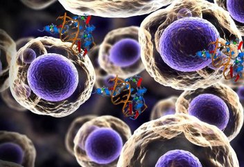 Адам тінінің регенерациясын бақылау тетігі табылды – жарақатты жазуды жақсартатын жаңалық