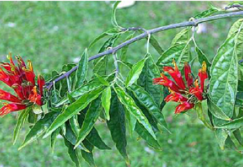 Ғалымдар обырды емдеуде ең жақсы көмектесетін өсімдіктерді анықтады