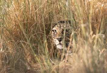 ООН учредила День аравийского леопарда