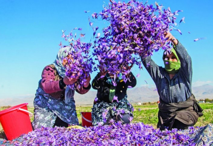Ежегодное производство шафрана в Иране выросло на 20%