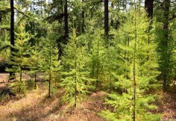 Ішкі Моңғолияда 30 жыл бұрын отырғызылған көшеттер 17 млн гектар аумаққа артып, ну орманға айналды