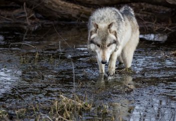 Қасқырлардың да балық аулайтыны алғаш рет белгілі болды (видео)