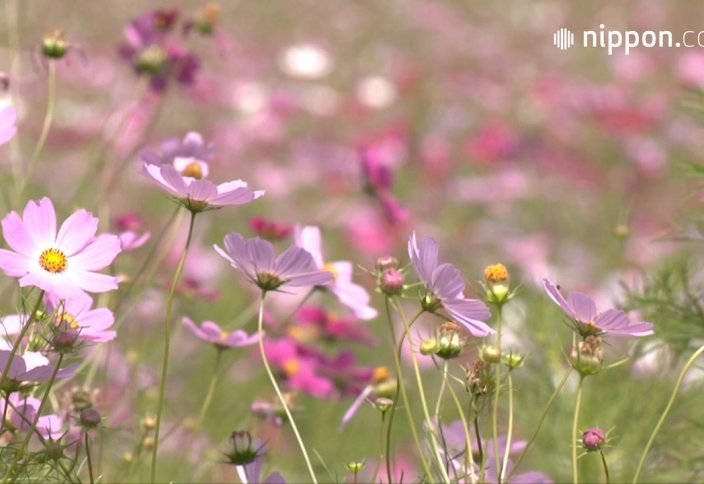 Цветущие космеи напоминают о приходе осени: Энгару, Хоккайдо (видео)