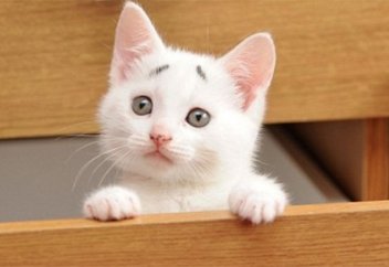 “Қасын” керген мысық ғаламтор жұлдызына айналды (фото)