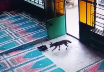 Курьезный случай с лисицей в мечети