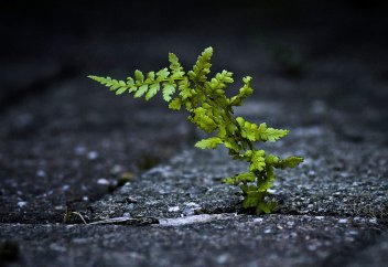 Темперамент и благой нрав мусульманина