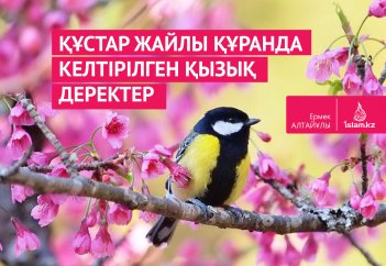 Құстар жайлы Құранда келтірілген қызық деректер