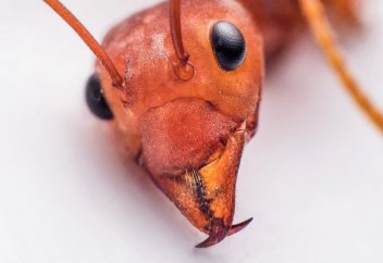 Құмырсқаның жақ сүйегінің құпиясы ашылды