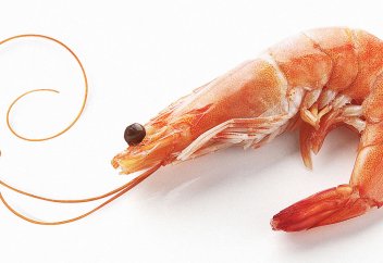 АСШАЯН (креветка) МЕН КРАБ ТАЯҚШАСЫН ЖЕУГЕ БОЛА МА? - Абдусамат Қасым