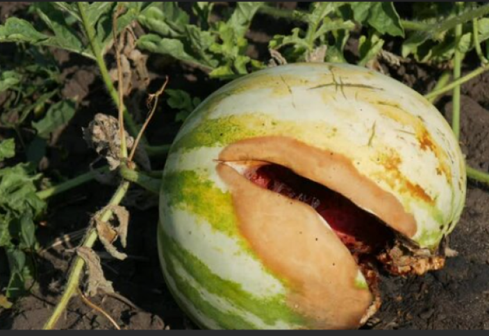 Арбузы гниют на полях – казахстанские бахчеводы не могут продать собранный урожай (видео)