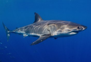 РАЗРЕШАЕТСЯ ЛИ ЕСТЬ МЯСО АКУЛЫ?