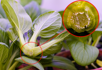 Азық-түліктің жарамдылығын едәуір ұзартатын технология пайда болды