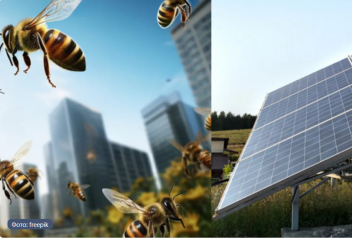 Күн батареясы бал арасының жауы болып шықты