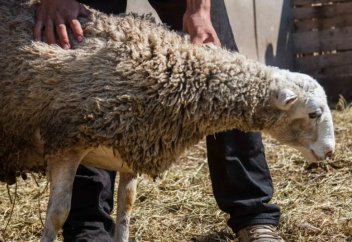 Құдай тамаққа қойды кредитке алса, қабыл бола ма?