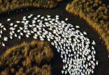 Көш түзеген жануарларда ғибрат бар...