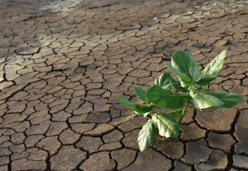 Өсімдіктің суды үнемдеуіне мүмкіндік беретін тың тәсіл табылды
