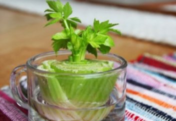 Бір рет сатып алып, әрдайым өсіруге болатын 8 көкөніс (ФОТО)