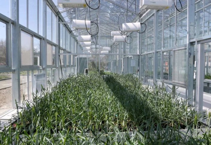 Speed Breeding: Жетісу университетінің ғалымдары жаңалық ашты