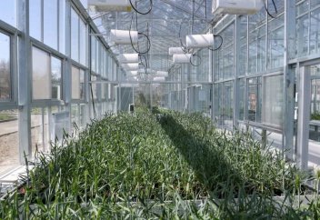 Speed Breeding: Жетісу университетінің ғалымдары жаңалық ашты
