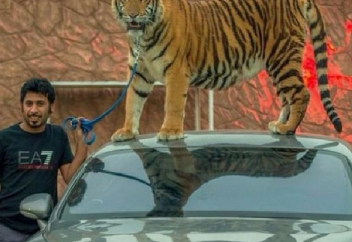 Жолбарыс асыраймын деп, «жонынан таспа тілінді» (ВИДЕО)