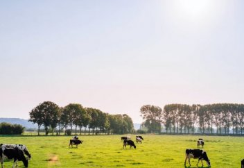 Пасторальные мотивы глобального потепления