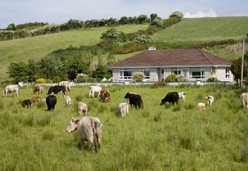 Ирландықтар 1 млн-нан аса ірі қараны өлтіруге мәжбүр