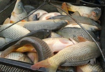 В какие страны Казахстан экспортирует рыбу