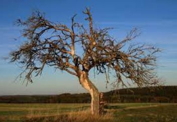 Жердегі ағаш түрлерінің үштен бірі жойылу алдында тұр