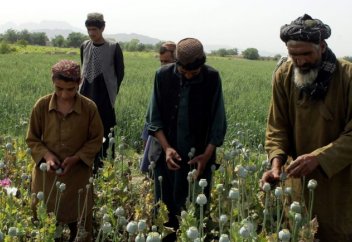 Ауғанстан есірткі еліне айналды