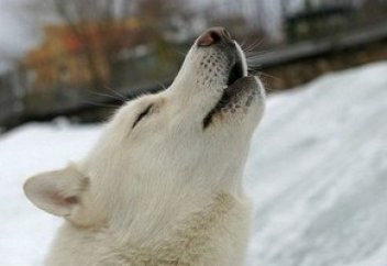 Почему воют собаки?