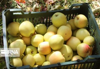 Биыл Иранда 4 млн. 120 мың тонна алма жиналған – бұл әлі шегі емес