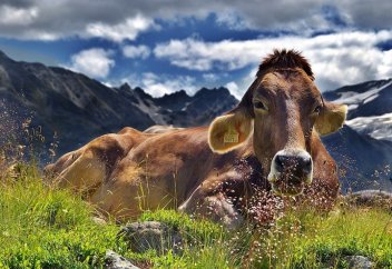 Почему сельское хозяйство в Казахстане неэффективно?