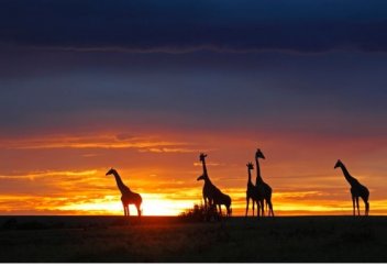 Африканская страна привлекает туристов халялем