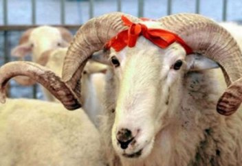Татарстанцам советуют не покупать на Курбан-байрам баранов из Казахстана