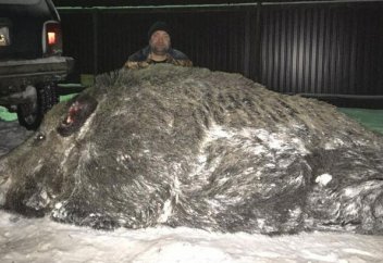 Салмағы жарты тоннаға жететін қабан атып алды