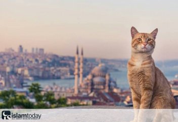 Кому в Турции жить хорошо: как животные ночуют в торговых центрах (фото)