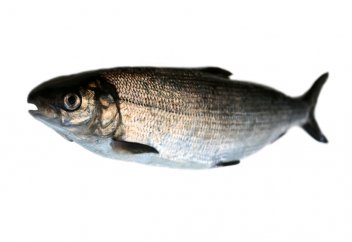 Құрап бара жатқан балықты ДНҚ-сын өзгерту арқылы жойылудан сақтап қалды